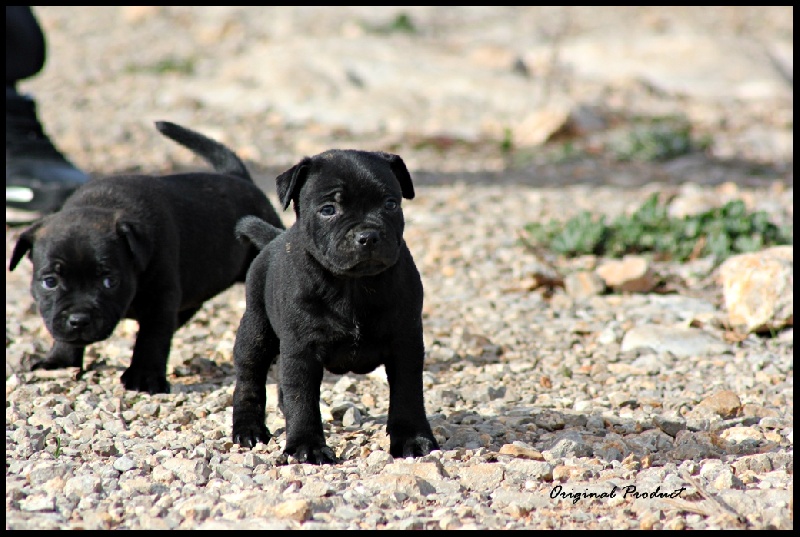 Original Product Je danse le mia